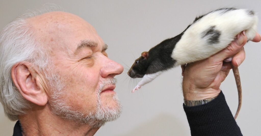 Picture of Jaak Panksepp happily interacting with a rat