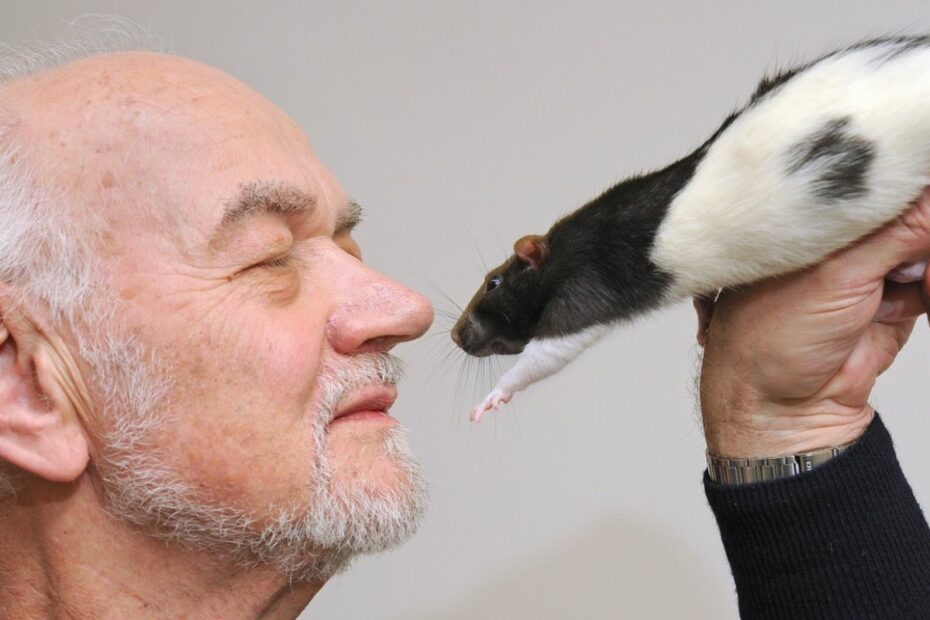 Picture of Jaak Panksepp happily interacting with a rat