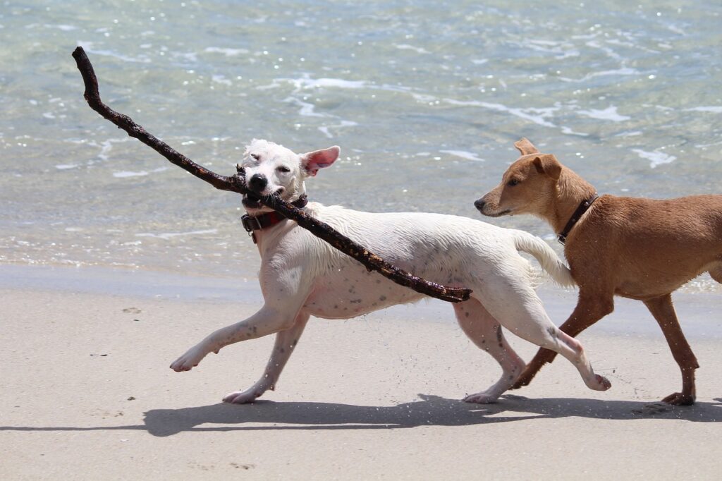 dogs, nature, stick