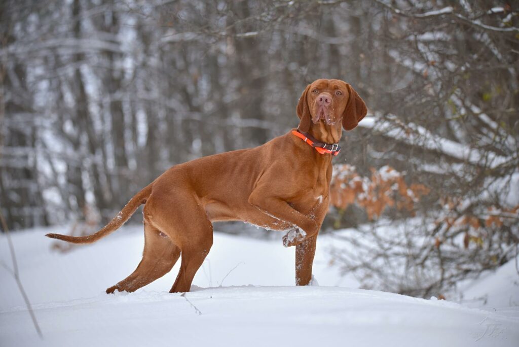 A Hungarian Vizsla dog stands alert in a snowy forest, showcasing its sleek brown coat and vibrant personality.