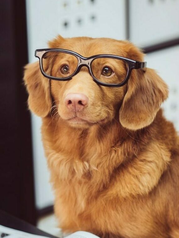 dog sitting in front of book